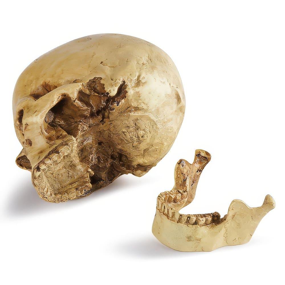 Skull Déco 3D