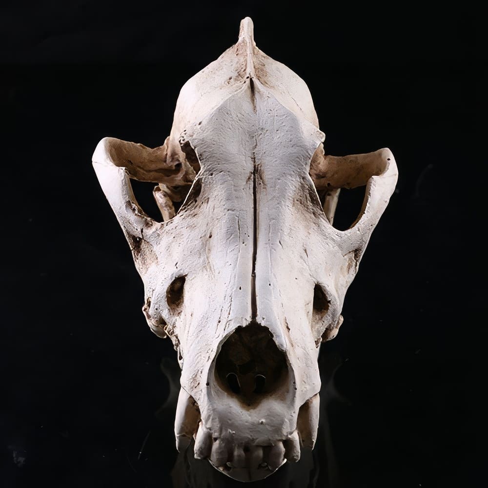 Crane Tête De Loup Réaliste